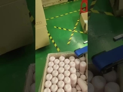 স্ক্রিন প্রিন্টিং এবং ব্যাগিং মেশিন